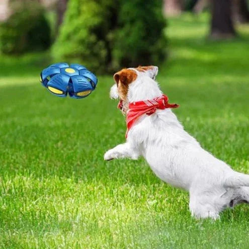 ZoomiBall – Der klappbare Frisbee für Hunde