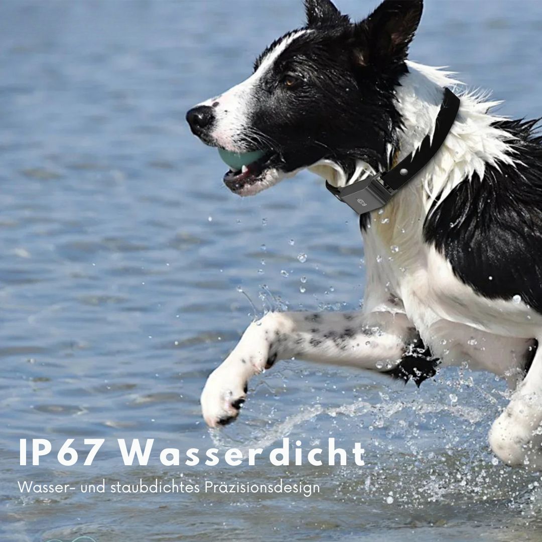 SicherSpur – GPS-Tracker mit 4G & App für Hunde & Katzen