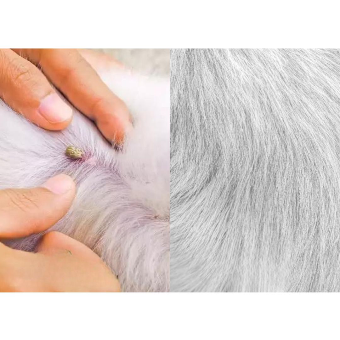 SchutzBuddy – Das natürliche Floh- & Zeckenhalsband für Hunde