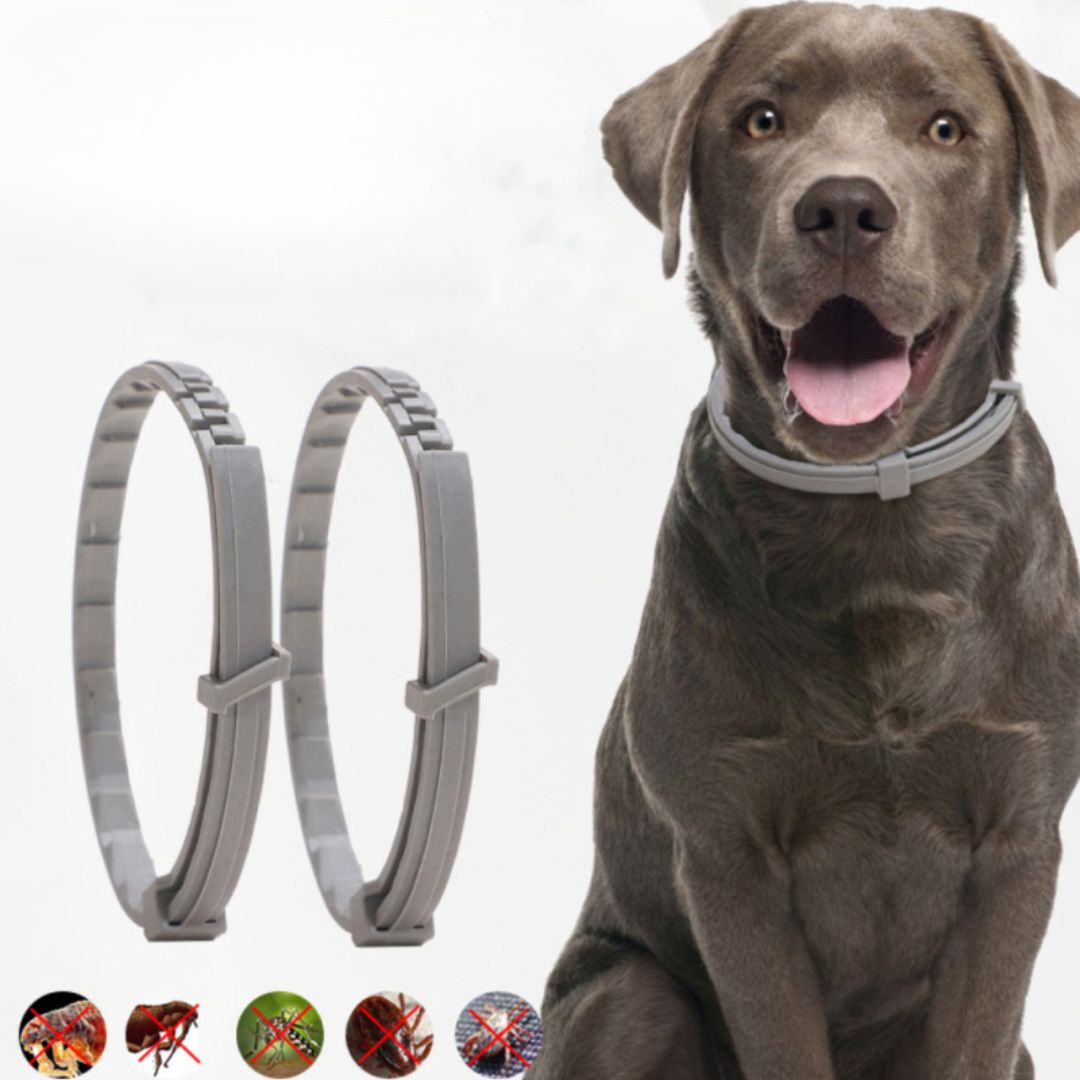 SchutzBuddy – Das natürliche Floh- & Zeckenhalsband für Hunde