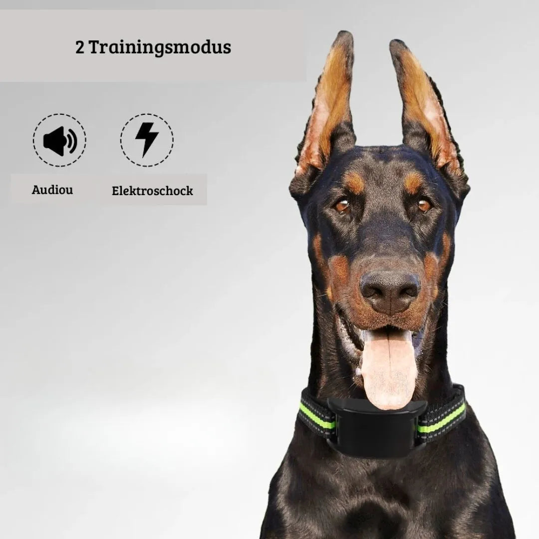CalmBark – Das sanfte Anti-Bell-Trainingshalsband für Hunde