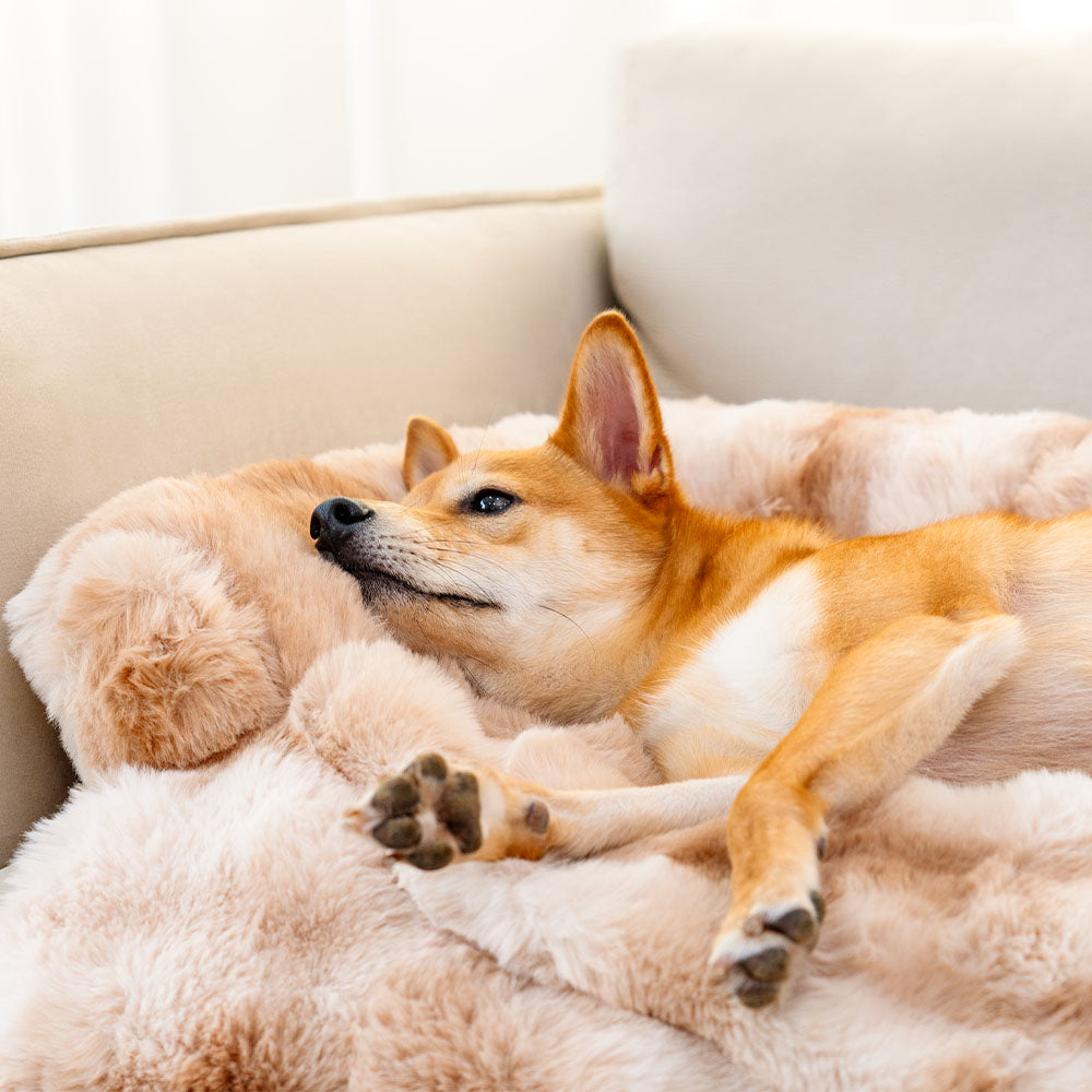 PlushNest – Das ultraweiche Hundebett für erholsamen Schlaf & Geborgenheit