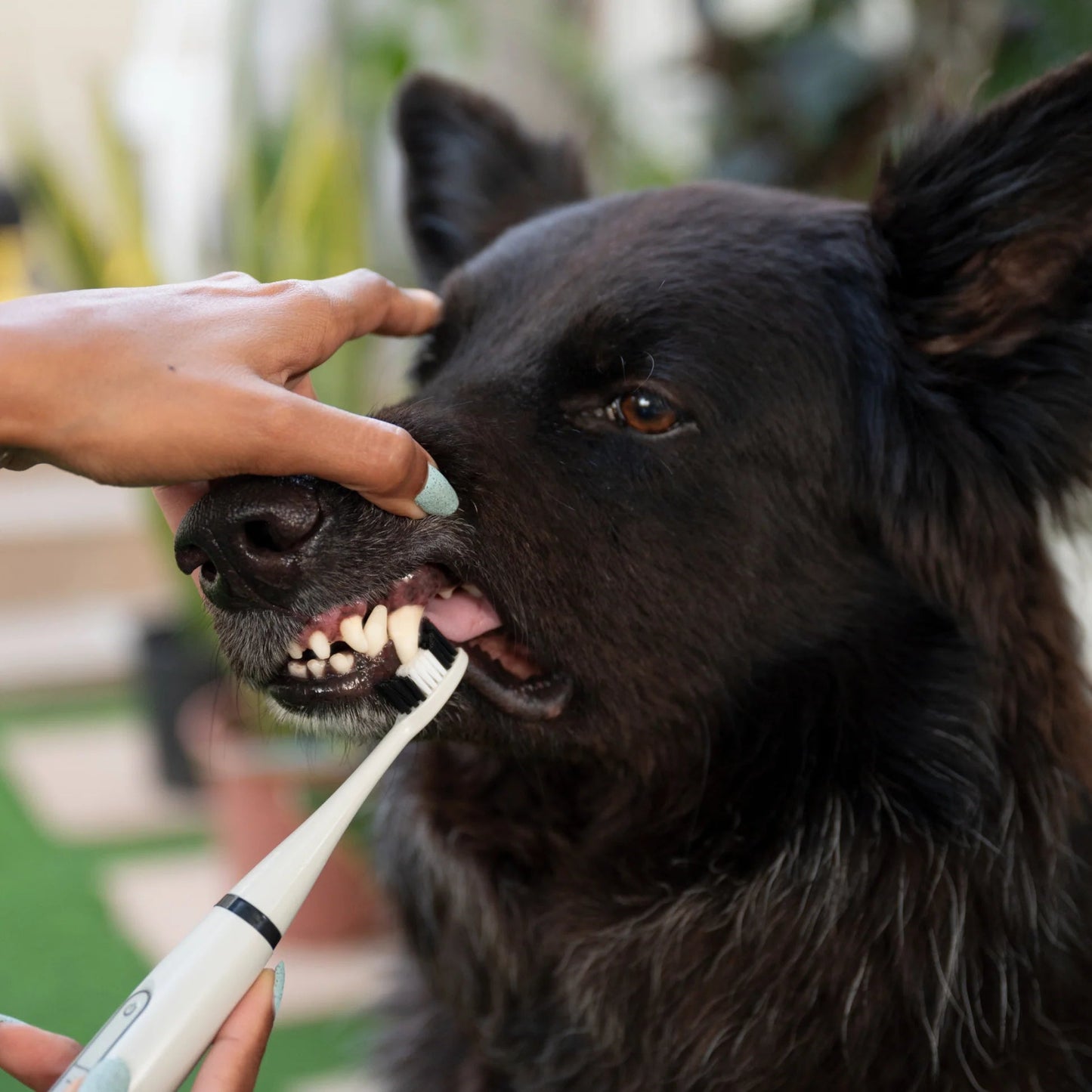 Zahnbürsten-Set für Hunde – Gegen Plaque & Mundgeruch