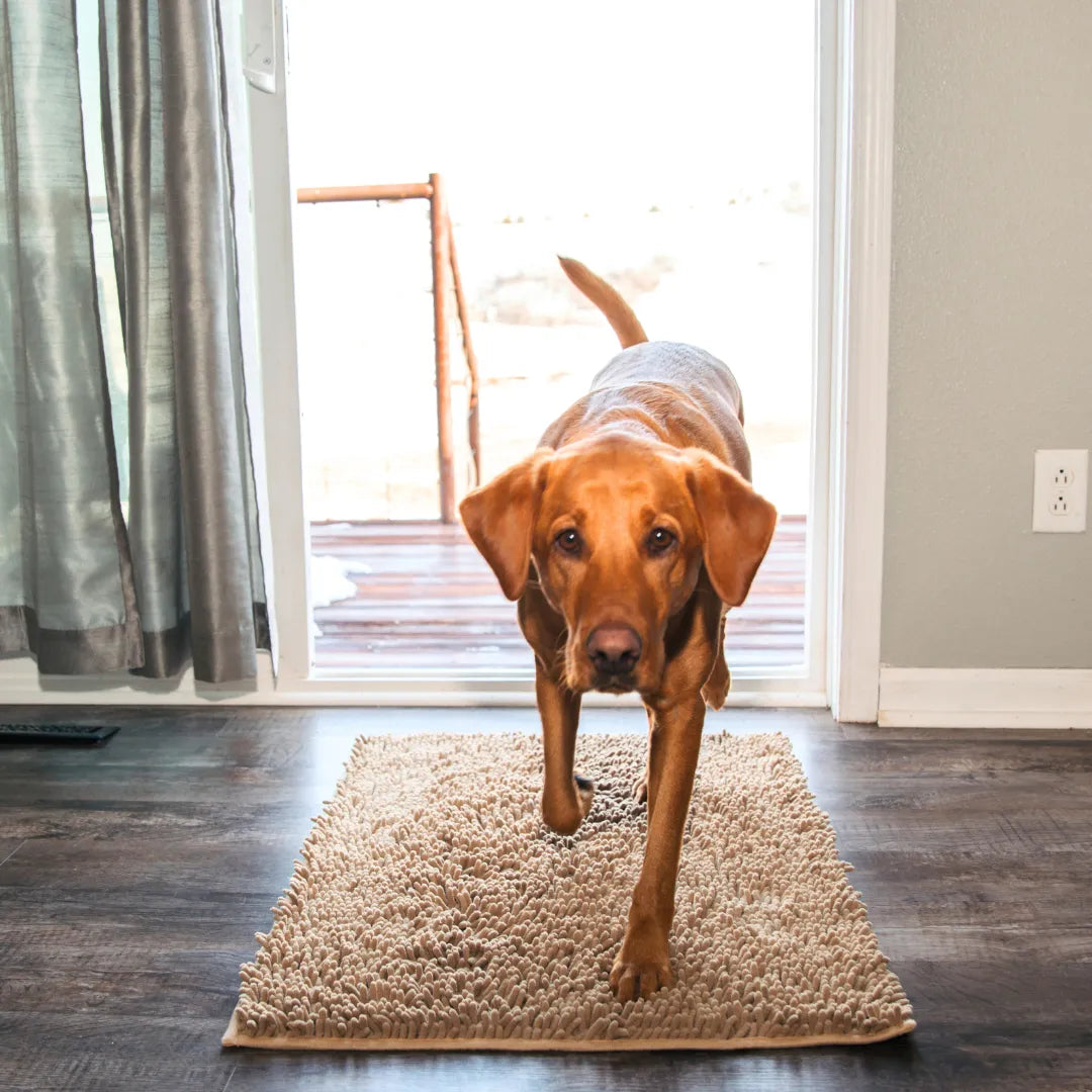HomePaws – Sauberkeit für dein Zuhause mit jeder Pfote
