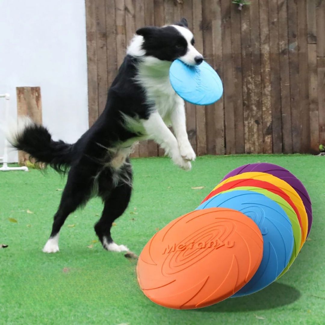 FlyChampion – Die robuste Hunde-Frisbee für Action, Spiel & Training