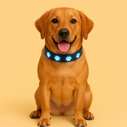 LED Hundehalsband für bessere Sichtbarkeit bei Nacht & Spaziergängen im Dunkeln