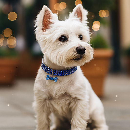 Glitzerndes Hundehalsband mit Anhänger – Elegantes Halsband für kleine & mittelgroße Hunde