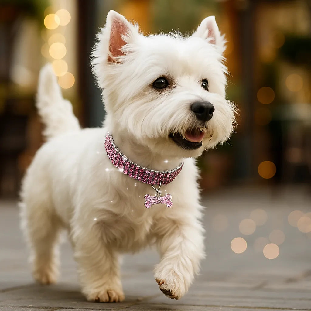 Glitzerndes Hundehalsband mit Anhänger – Elegantes Halsband für kleine & mittelgroße Hunde