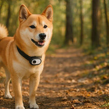 HD Collar Camera for Dogs & Cats | Record Video Footage