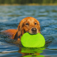 Frisbee en caoutchouc pour chien - Pour jeu de rapport