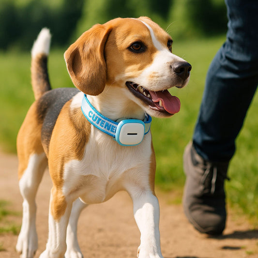 GPS-Tracker Hund - Echtzeit-Ortung & Alarm