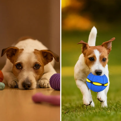 Hundespielzeug Frisbee & Ball | 2-in-1 Apportierspiel für Hunde