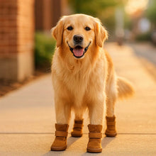 Hundeschuhe Pfotenschutz | Allwetter Schutz gegen Hitze & Kälte