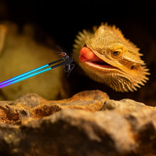 Pince à nourriture pour reptiles | Pince en acier inoxydable lot de 4