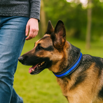 Anti-Zug Hundehalsband | Sanfte Kontrolle & Training