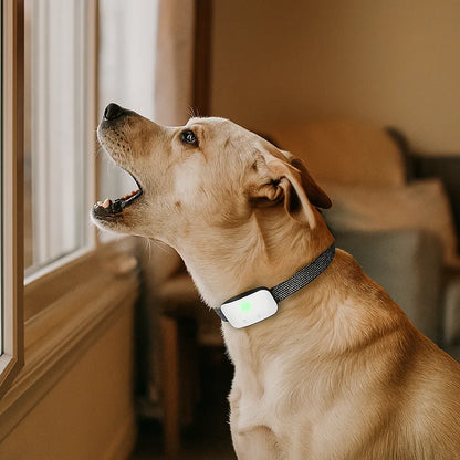 Antibellhalsband Hund | Vibration & Ton | Wasserdicht mit Akku