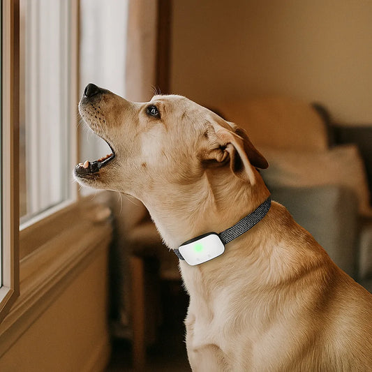 Antibellhalsband Hund | Vibration & Ton | Wasserdicht mit Akku