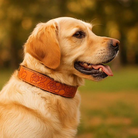 Leder Hundehalsband | Robust & verstellbar für große Hunde