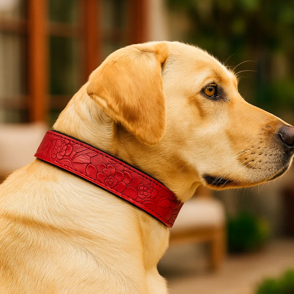 Leder Hundehalsband | Robust & verstellbar für große Hunde