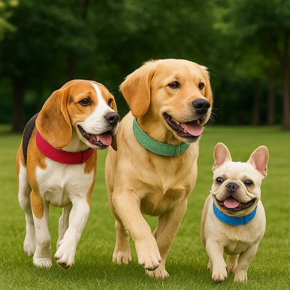 Leder Hundehalsband | Robust & verstellbar für große Hunde