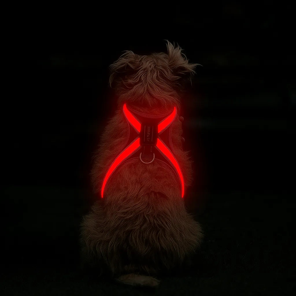 Hundegeschirr LED leuchtend | Mehrfarbig & wiederaufladbar