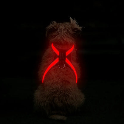 Hundegeschirr LED leuchtend | Mehrfarbig & wiederaufladbar