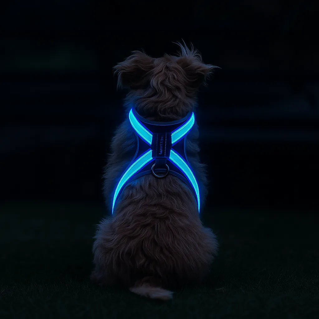 Hundegeschirr LED leuchtend | Mehrfarbig & wiederaufladbar
