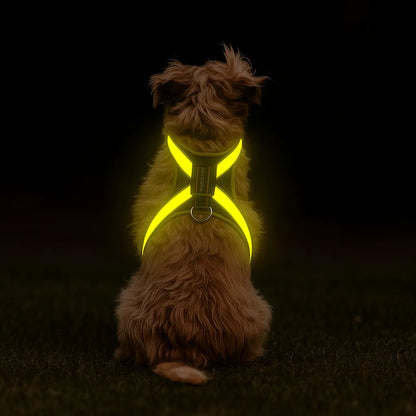 Hundegeschirr LED leuchtend | Mehrfarbig & wiederaufladbar