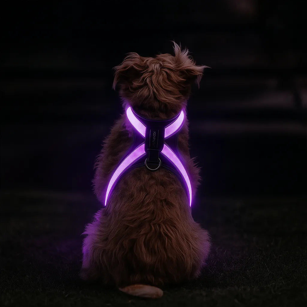 Hundegeschirr LED leuchtend | Mehrfarbig & wiederaufladbar
