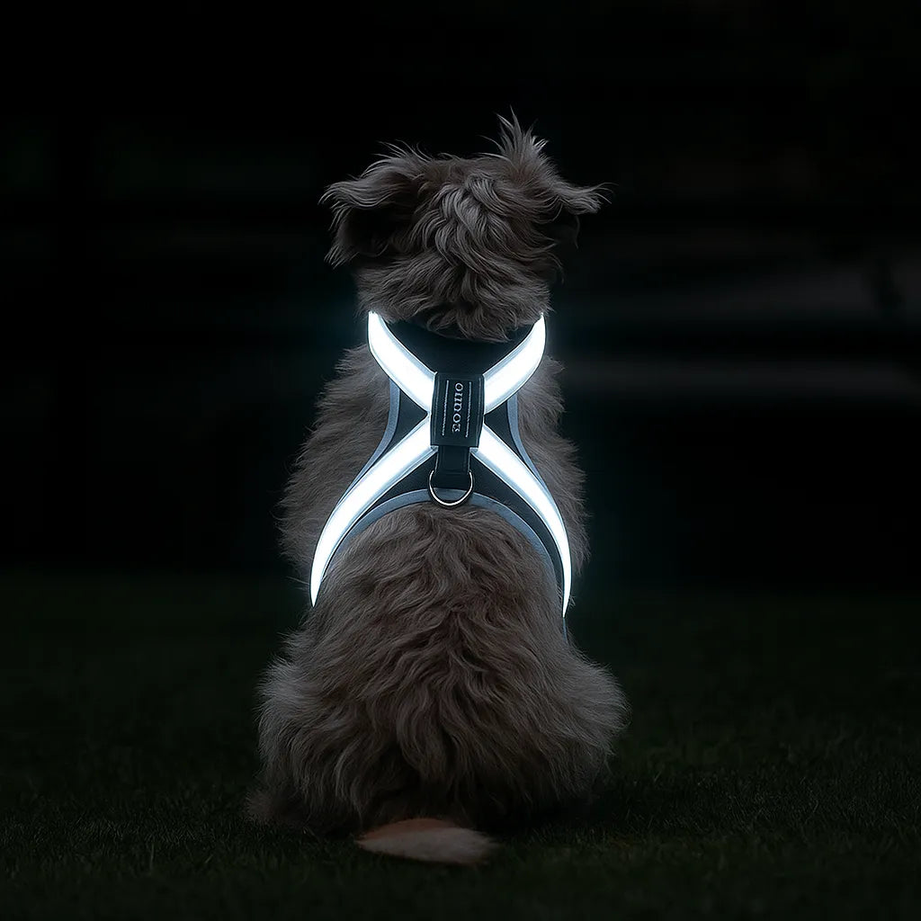 Hundegeschirr LED leuchtend | Mehrfarbig & wiederaufladbar