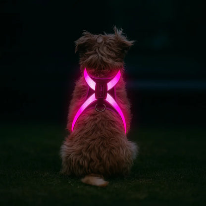 Hundegeschirr LED leuchtend | Mehrfarbig & wiederaufladbar