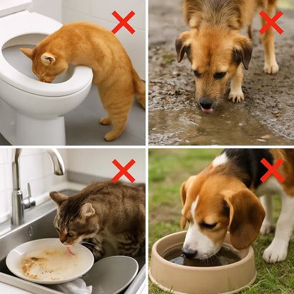 Trinkbrunnen Katze & Hund | Kabellos mit Bewegungssensor