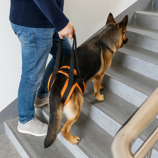 Hundetragehilfe hinten | gepolstert & stabil für Unterstützung