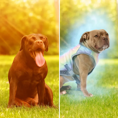 Kühlweste Hund | Wasseraktiviert & kühlend gegen Überhitzung