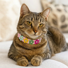 Adjustable Cat Collar | Soft with Safety Closure & Flower Pattern