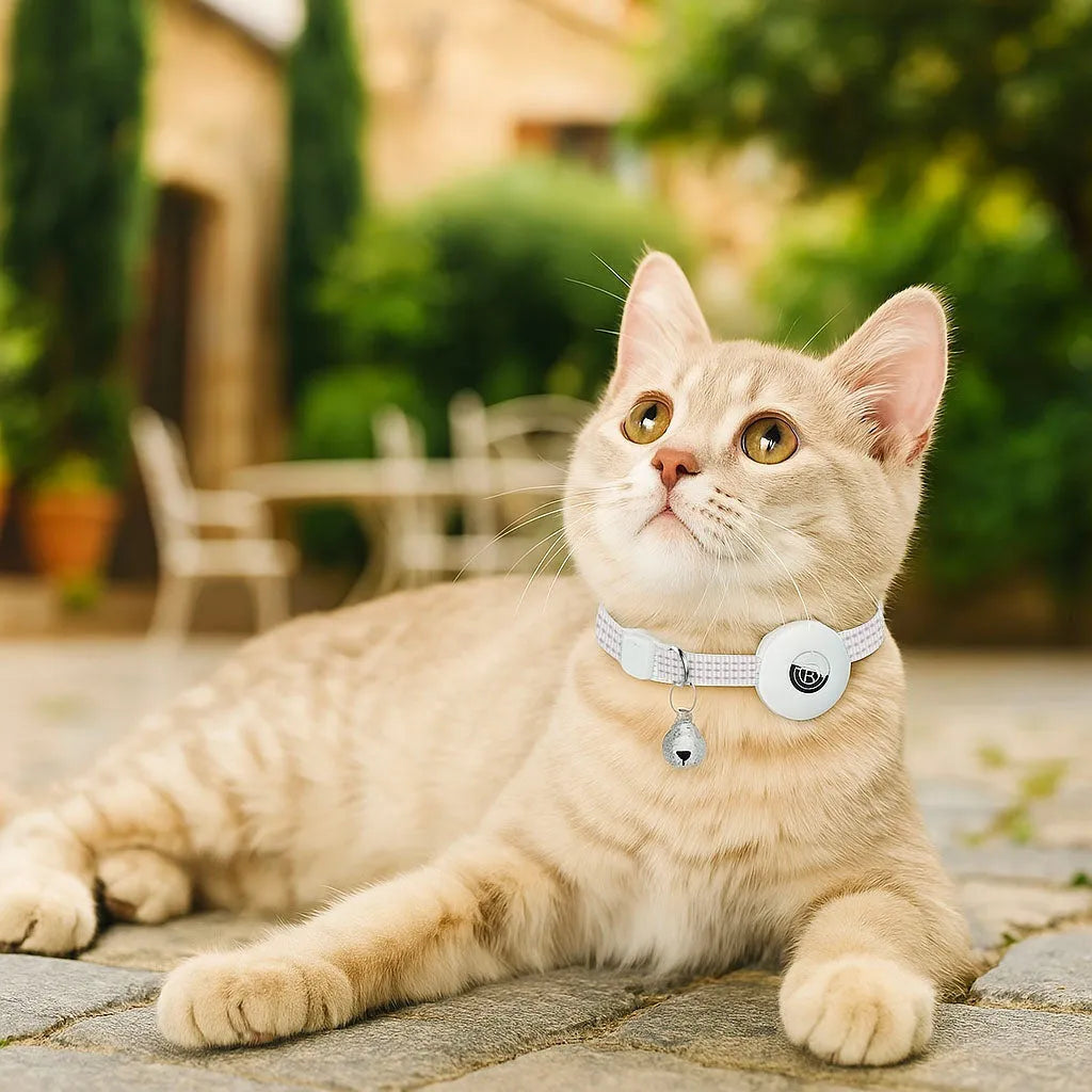 Katzenhalsband reflektierend | Mit AirTag-Halterung & Glöckchen