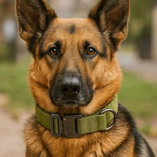 Nylon Dog Collar with Click Closure | Adjustable & Durable