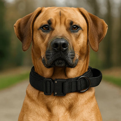 Nylon Hundehalsband mit Klickverschluss | Verstellbar & Robust