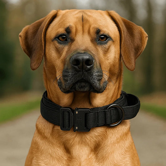 Nylon Hundehalsband mit Klickverschluss | Verstellbar & Robust