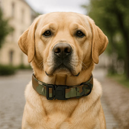 Nylon Hundehalsband mit Klickverschluss | Verstellbar & Robust