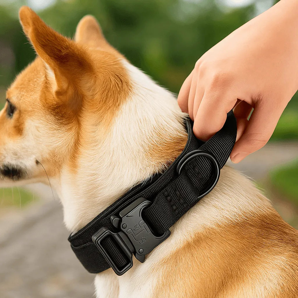 Nylon Hundehalsband mit Klickverschluss | Verstellbar & Robust