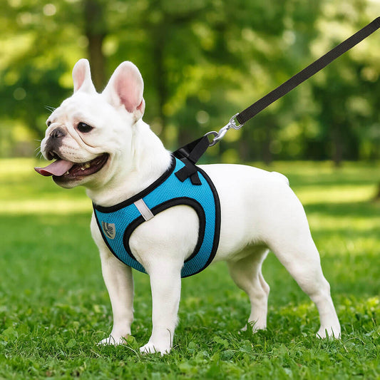 Hundegeschirr atmungsaktiv mit Leine | für Hunde