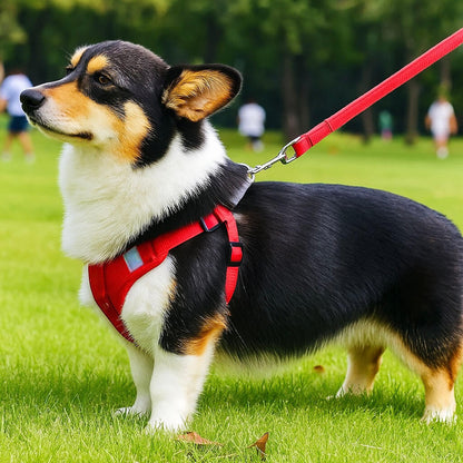 Hundegeschirr mit Leine | verstellbar, leicht & sicher