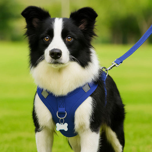 Hundegeschirr mit Leine | verstellbar, leicht & sicher