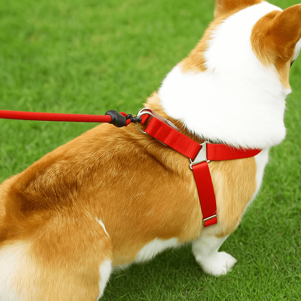 Verstellbares Hundegeschirr mit Leine | Komfort & Sicherheit
