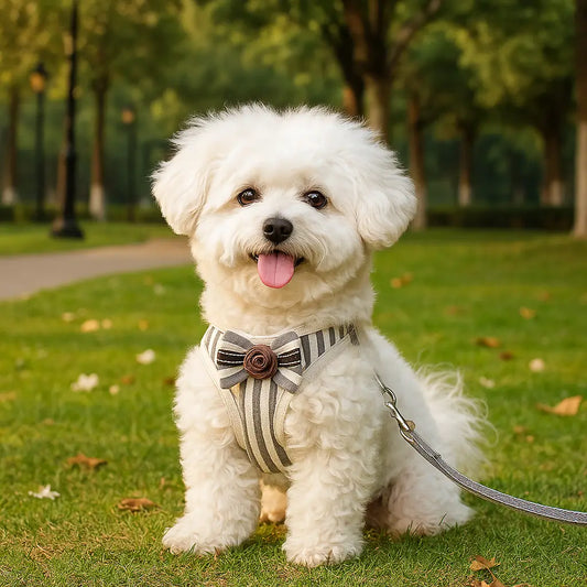 Hundegeschirr mit Leine | Bequemes & Stilvolles Set mit Schleife