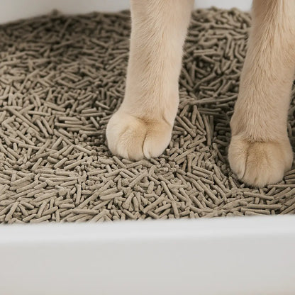 Katzenklo modern | Geruchsfrei & Leicht zu Reinigen mit Hohen Wänden
