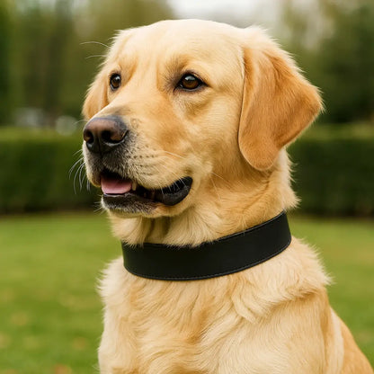Leather Dog Collar | Durable & Adjustable for Large Dogs