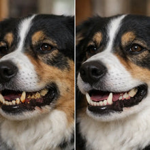 Soin dentaire pour chien | Nettoyeur dentaire à ultrasons pour toilettage sûr