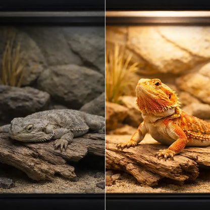 Lampe UVB 10.0 pour reptiles avec UVA & LED | Pour dragons barbus & geckos